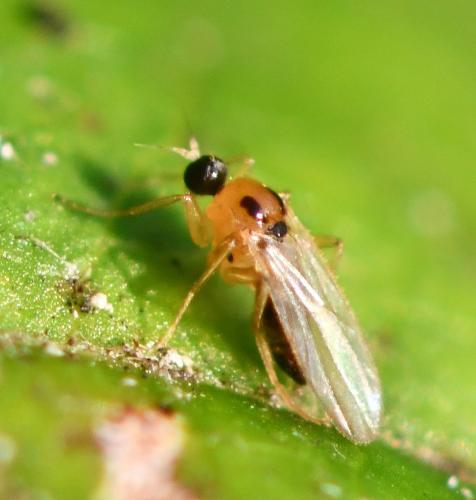 Réf. 290 399 : Drapetis ephippiata
